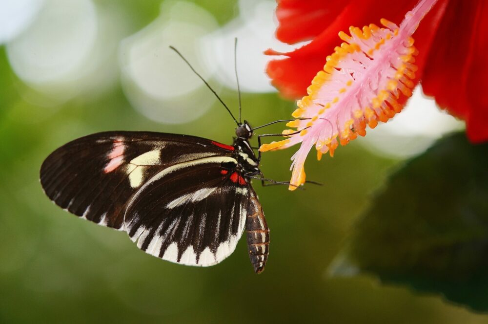 Mariposa negra y blanca alimento flor