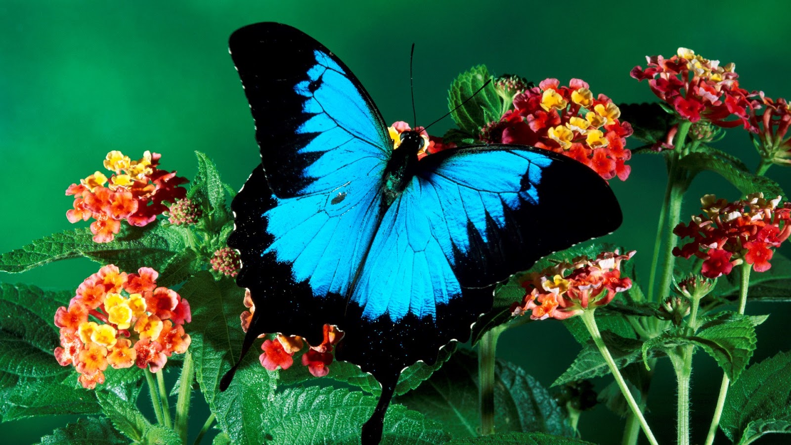 Mariposa azul y negra flores