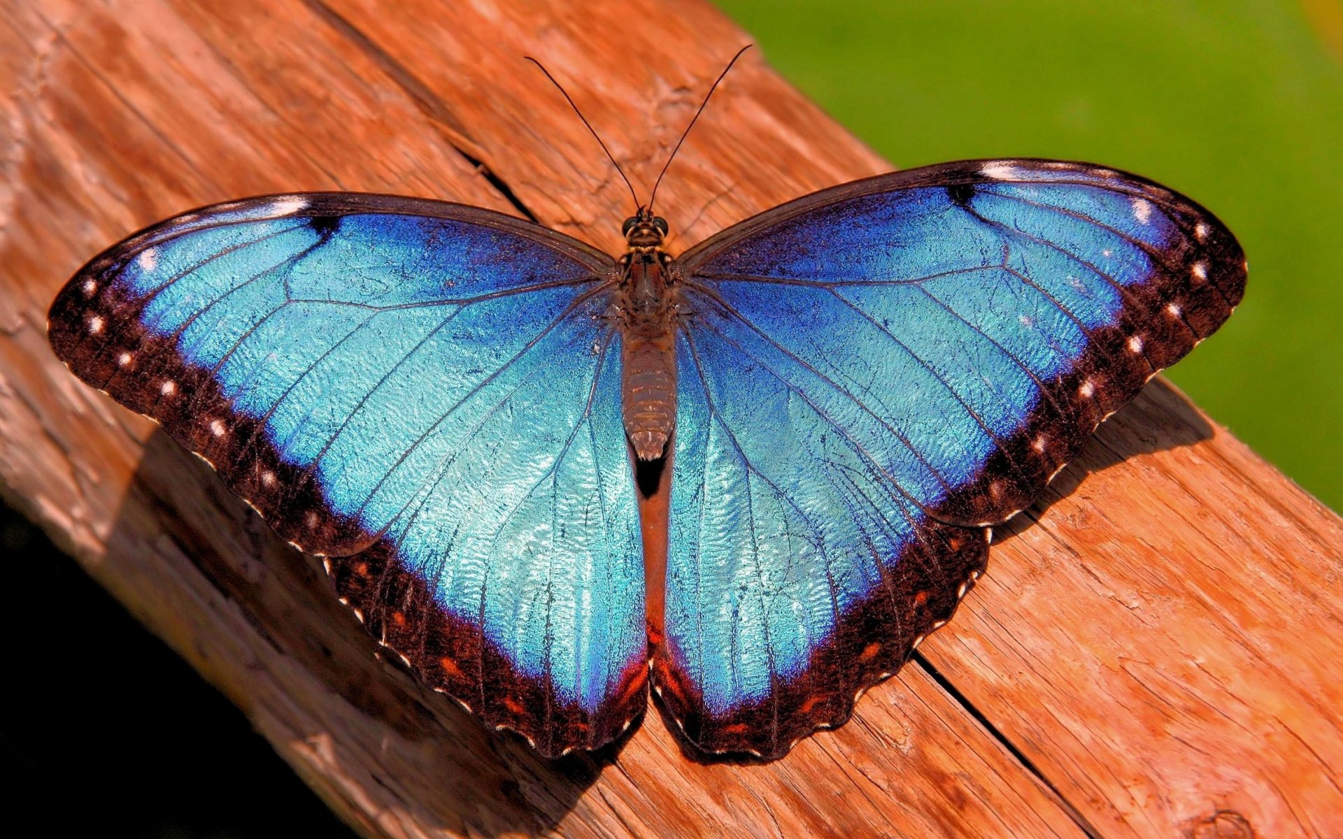 Mariposa azul y negra en tablón de madera