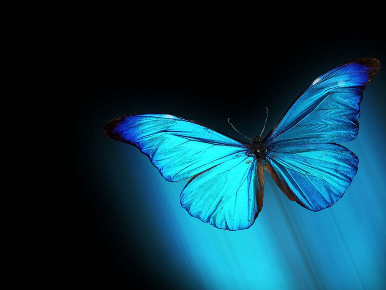 Mariposa Azul y Negra volando