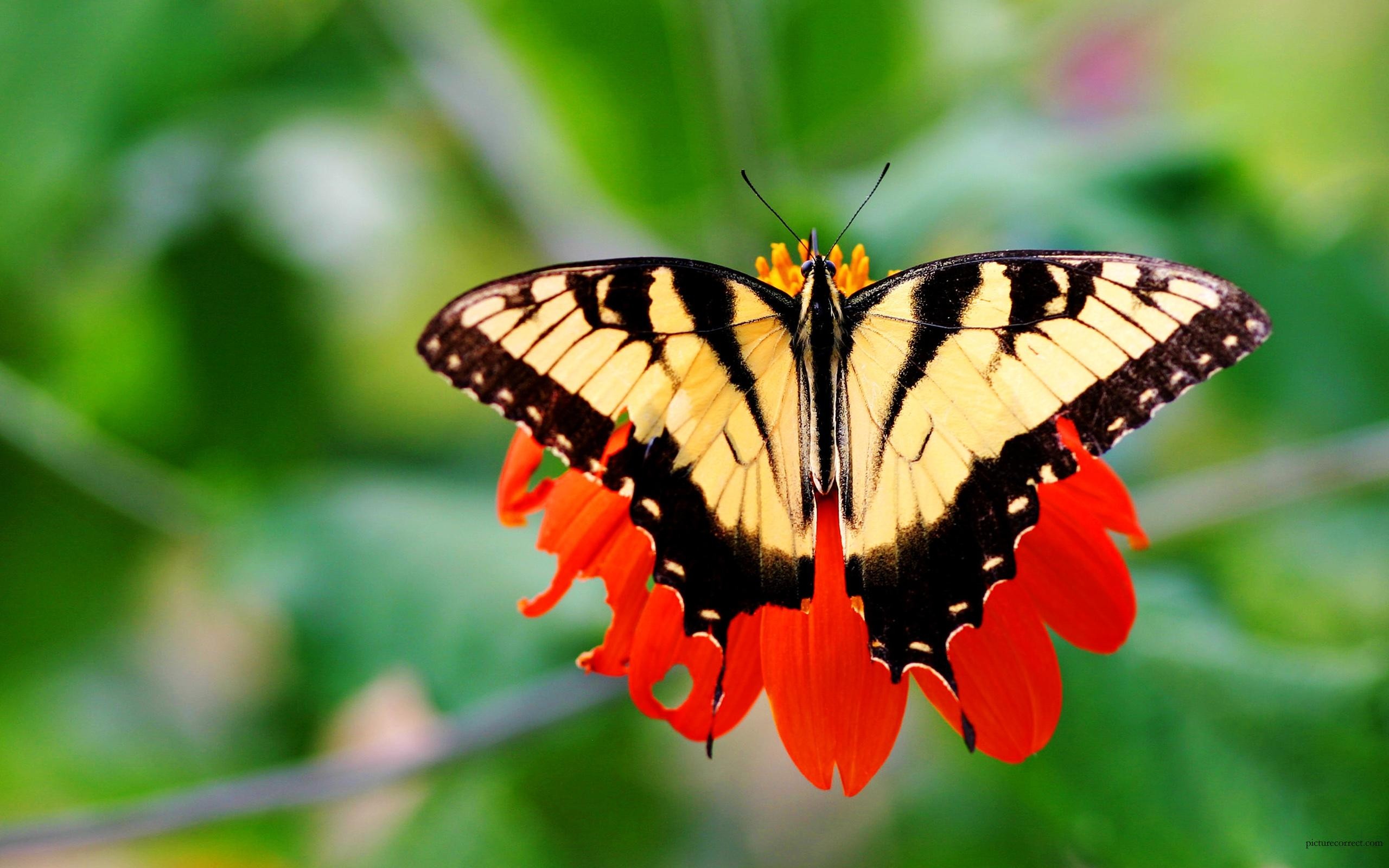 Mariposa amarilla y negra en flor roja