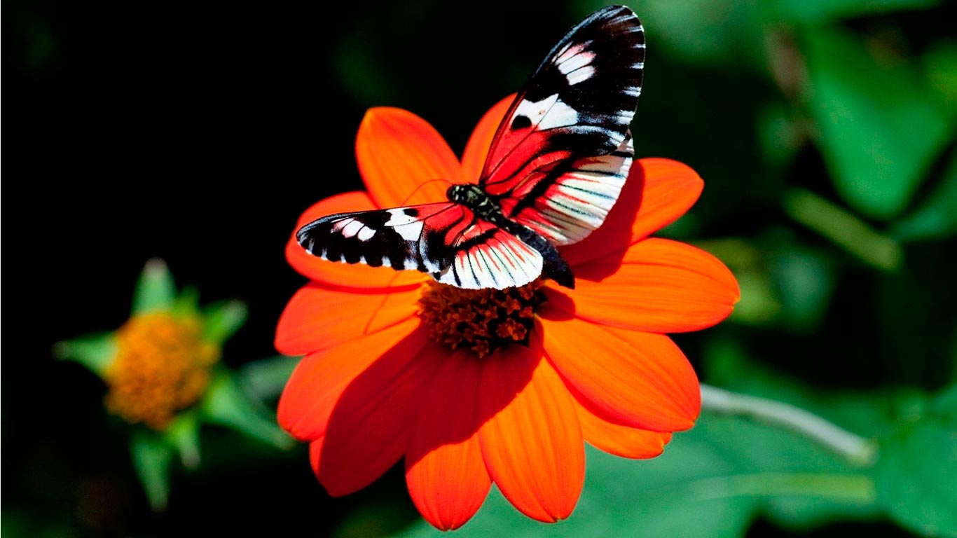 Mariposa Roja y Blanca