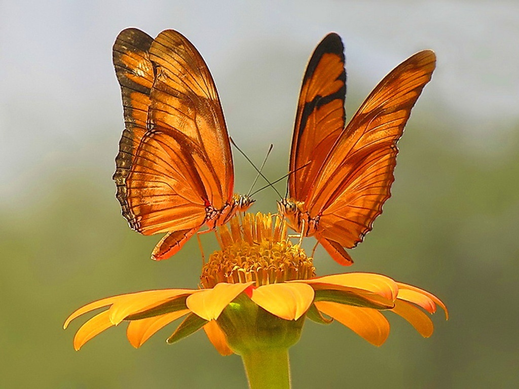 Mariposas naranjas flor amarilla