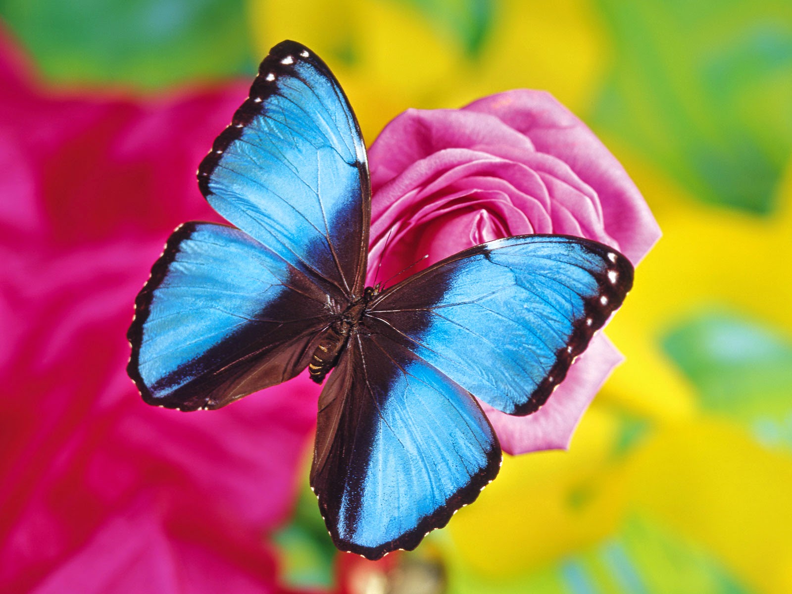 Mariposa negra y azul
