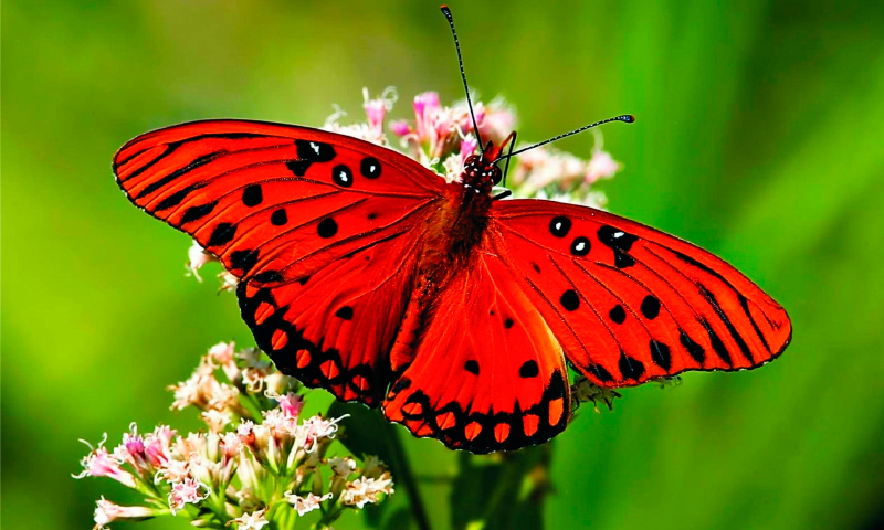 Mariposa Roja significado